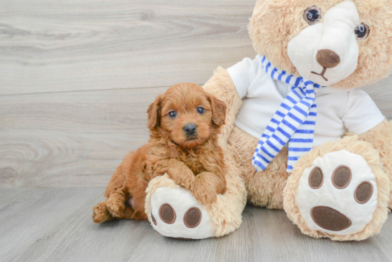 Small Mini Goldendoodle Baby