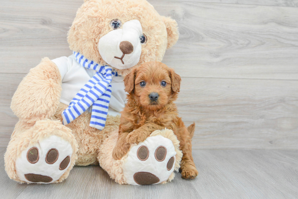 Mini Goldendoodle Pup Being Cute