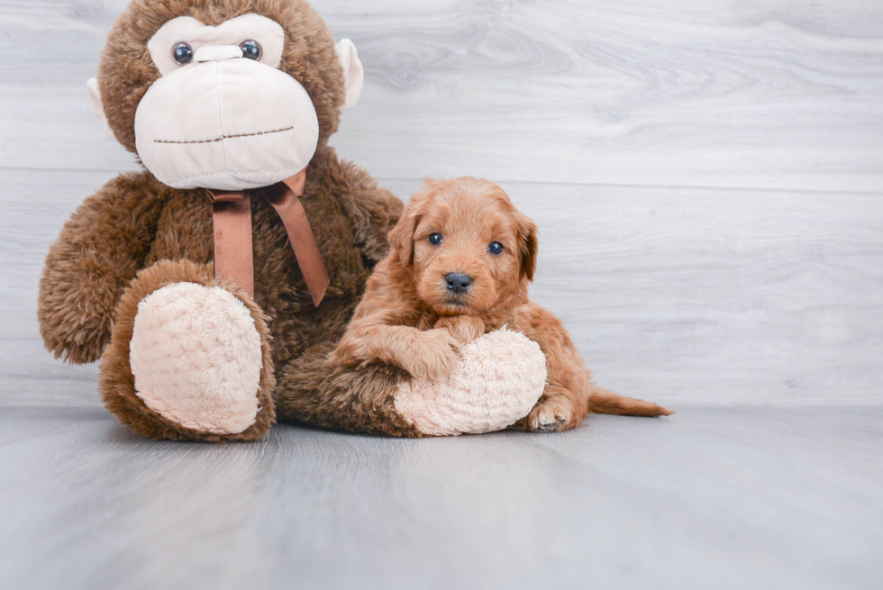 Best Mini Goldendoodle Baby