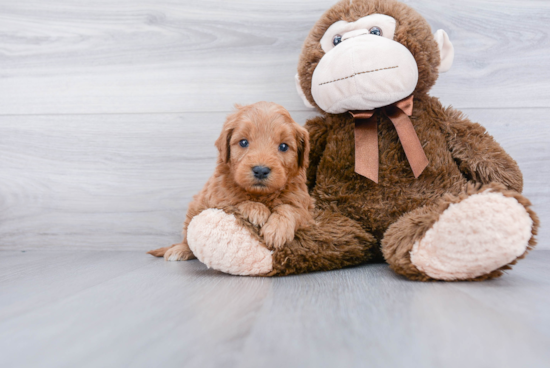 Smart Mini Goldendoodle Poodle Mix Pup