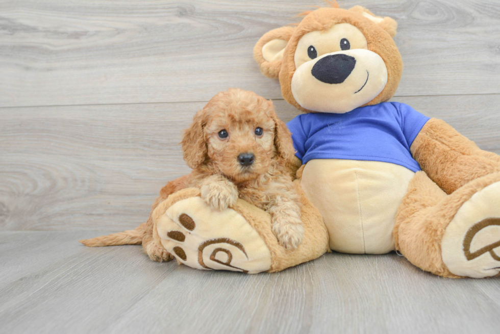 Best Mini Goldendoodle Baby