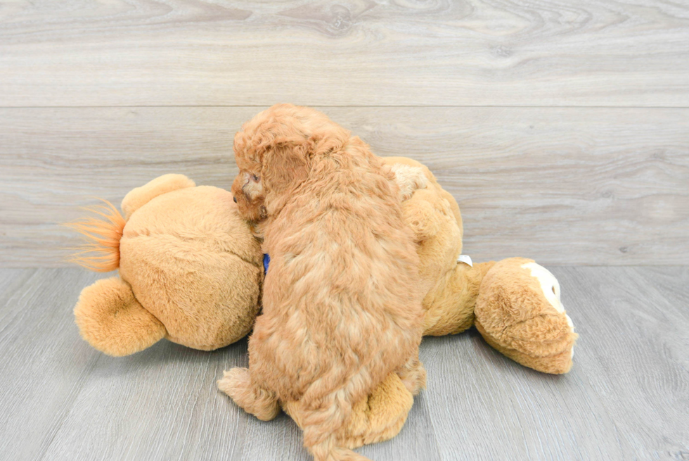 Hypoallergenic Golden Retriever Poodle Mix Puppy