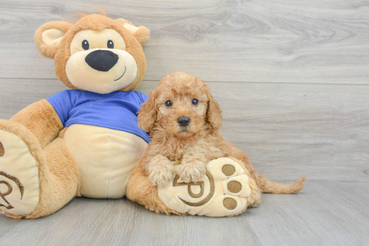 Funny Mini Goldendoodle Poodle Mix Pup