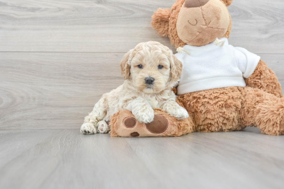 Smart Mini Goldendoodle Poodle Mix Pup