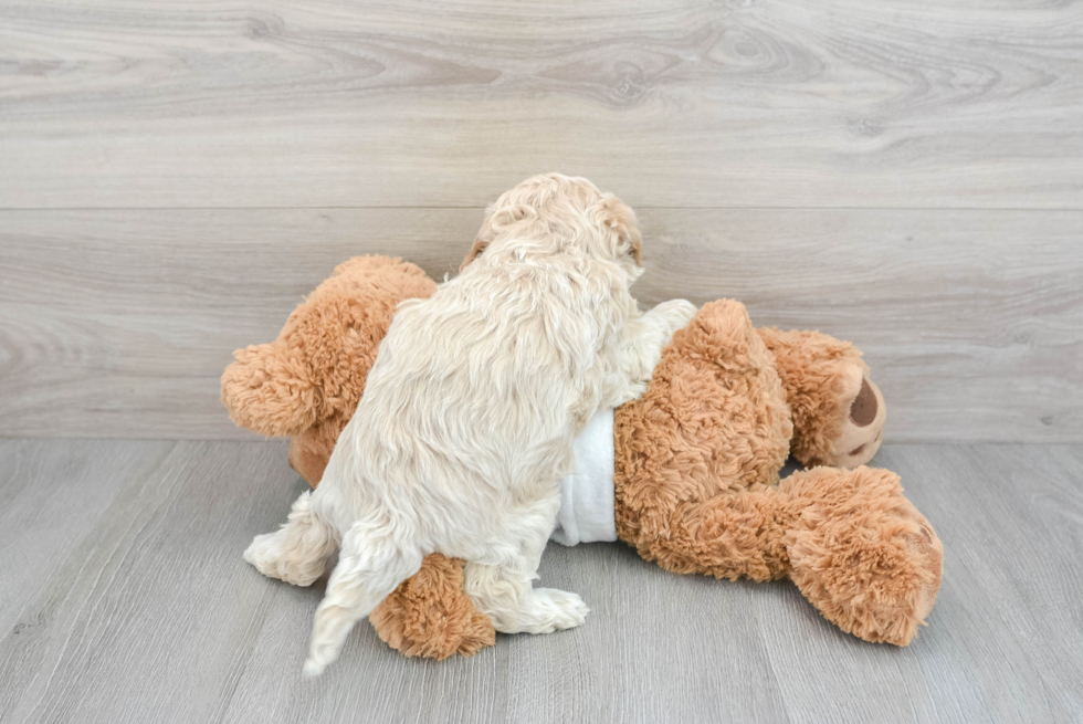 Adorable Golden Retriever Poodle Mix Puppy