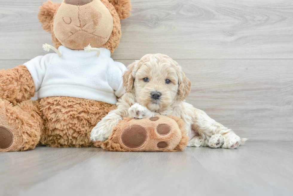 Sweet Mini Goldendoodle Baby