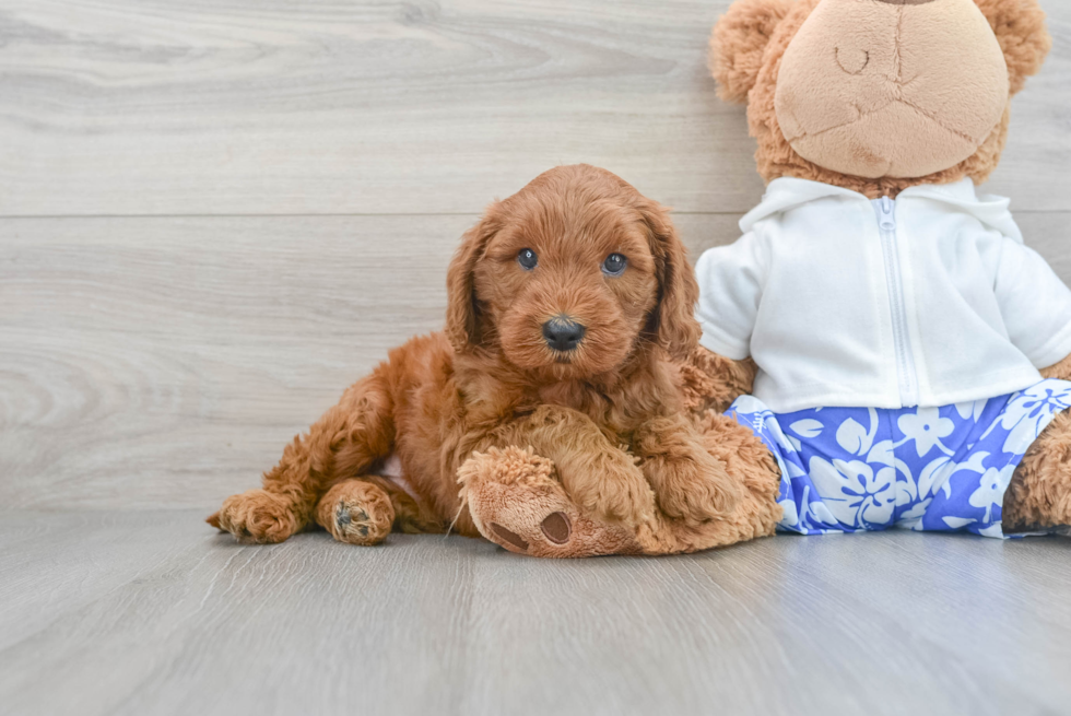 Cute Mini Goldendoodle Baby