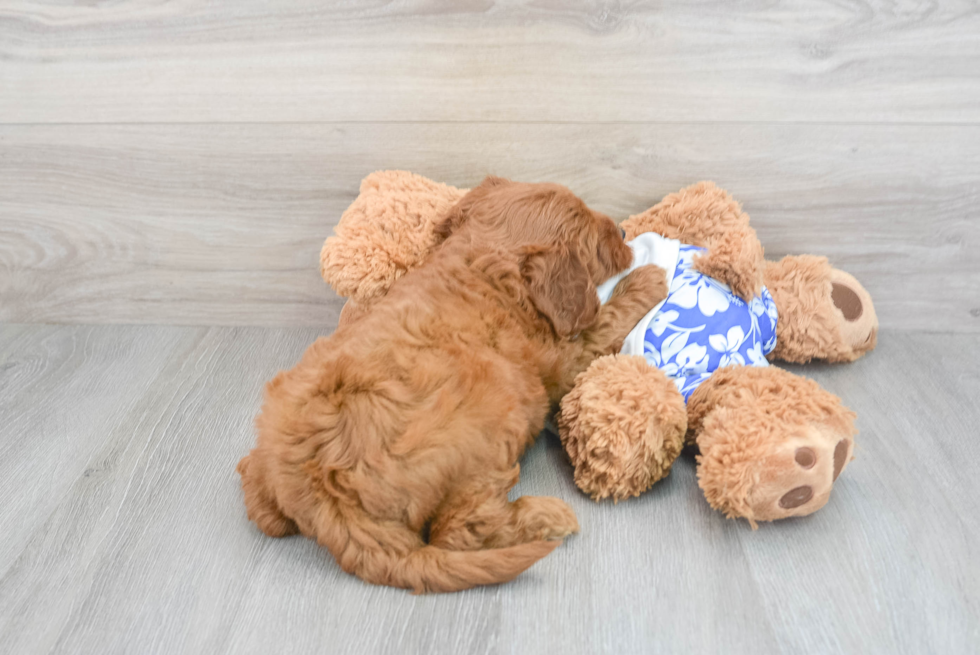 Small Mini Goldendoodle Baby