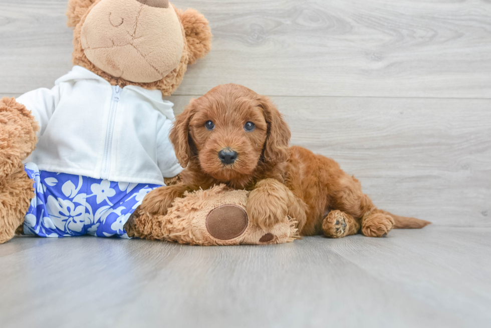 Mini Goldendoodle Puppy for Adoption