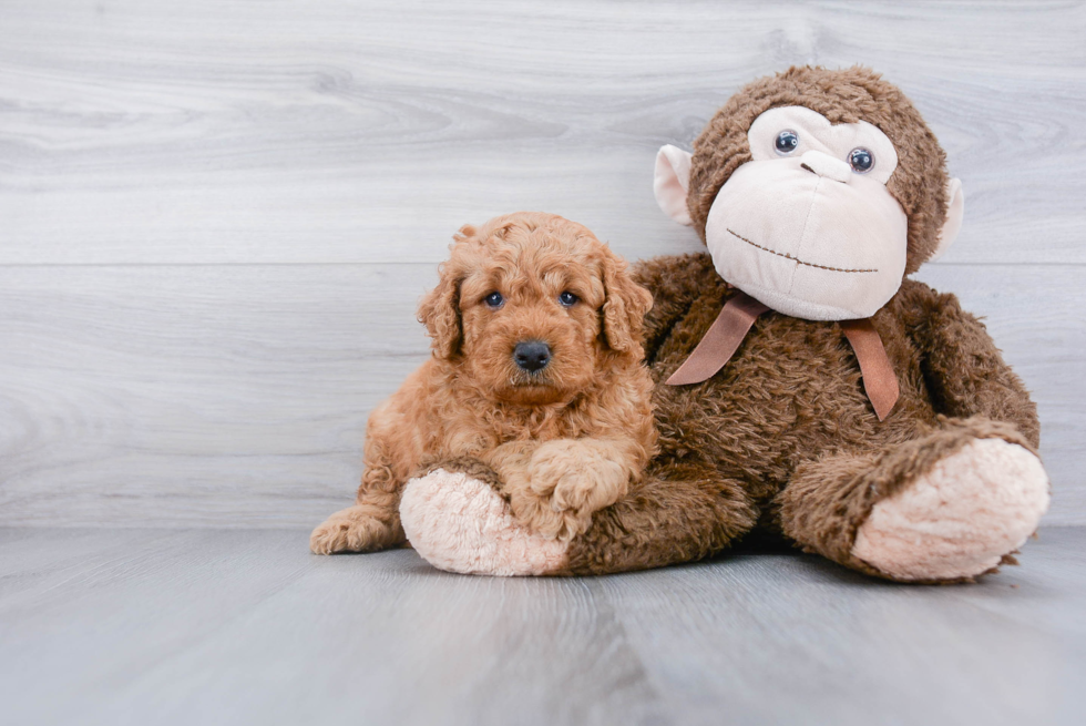 Sweet Mini Goldendoodle Baby