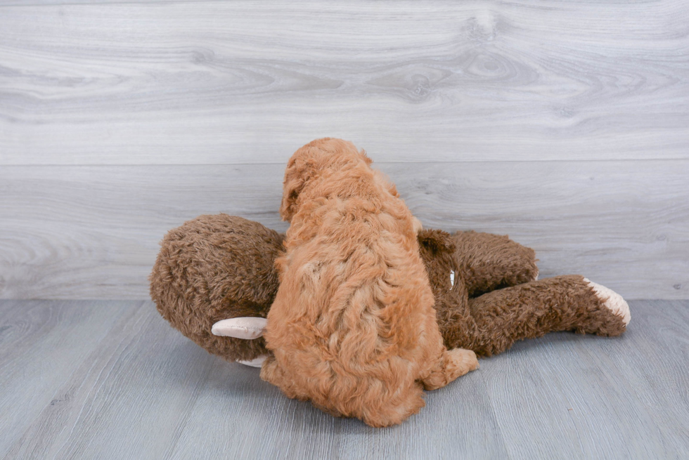 Mini Goldendoodle Puppy for Adoption