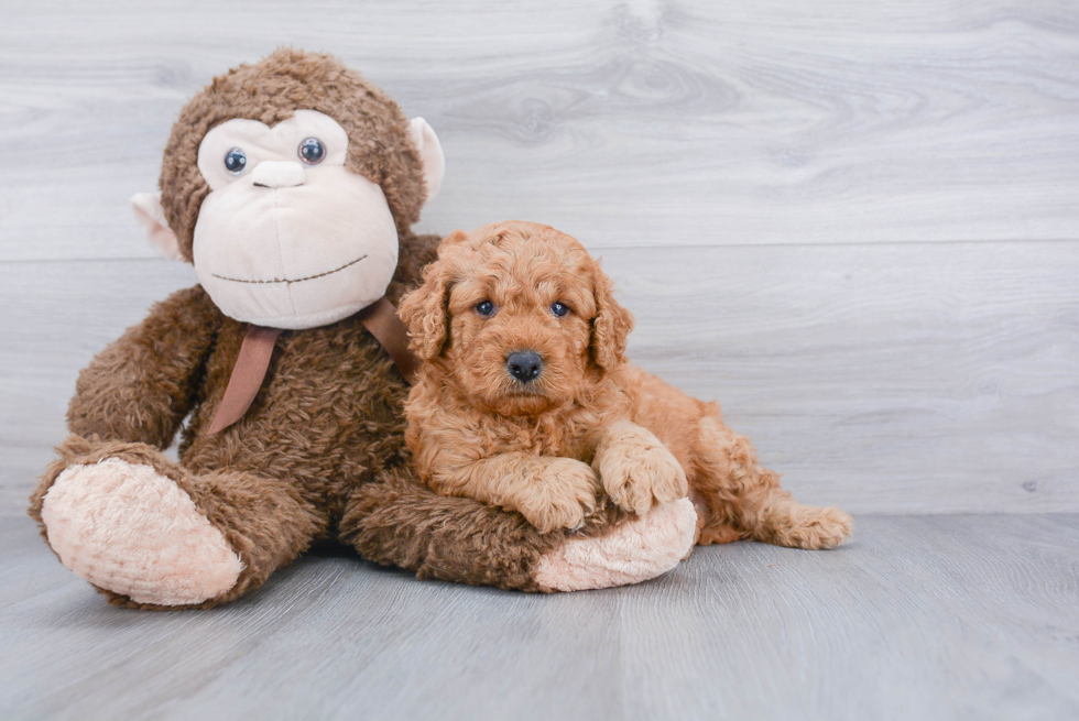 Mini Goldendoodle Pup Being Cute