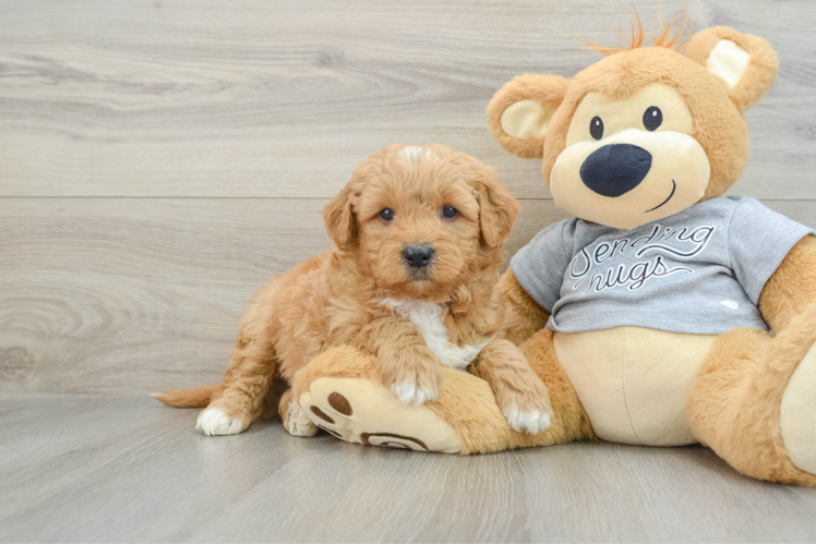 Little Mini Goldenpoo Poodle Mix Puppy