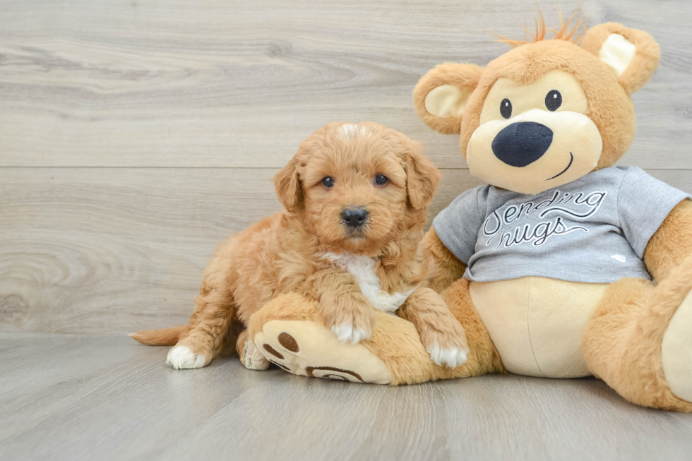 Little Mini Goldenpoo Poodle Mix Puppy