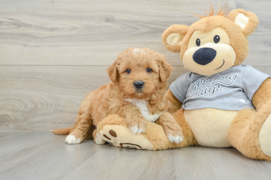 Little Mini Goldenpoo Poodle Mix Puppy