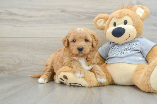 Little Mini Goldenpoo Poodle Mix Puppy