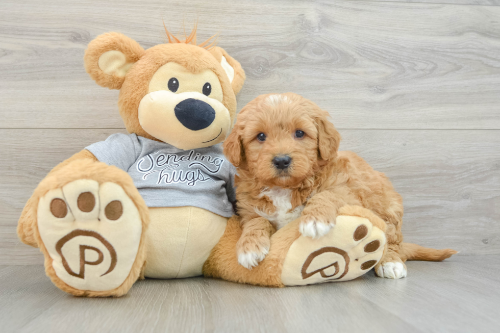 Best Mini Goldendoodle Baby