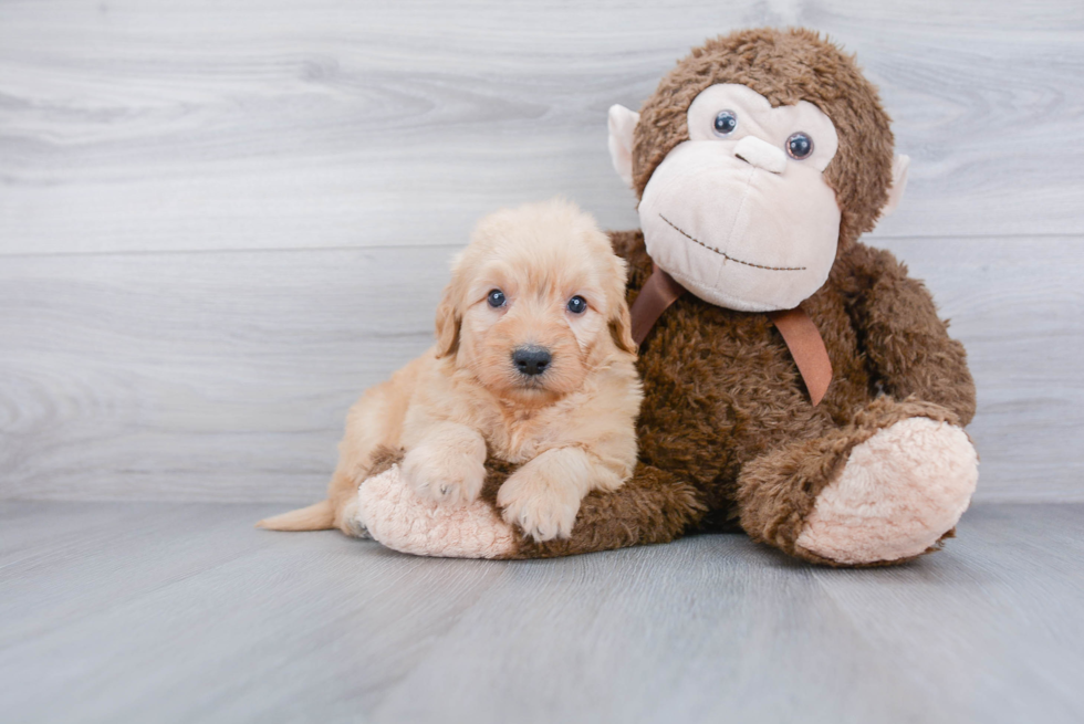 Best Mini Goldendoodle Baby