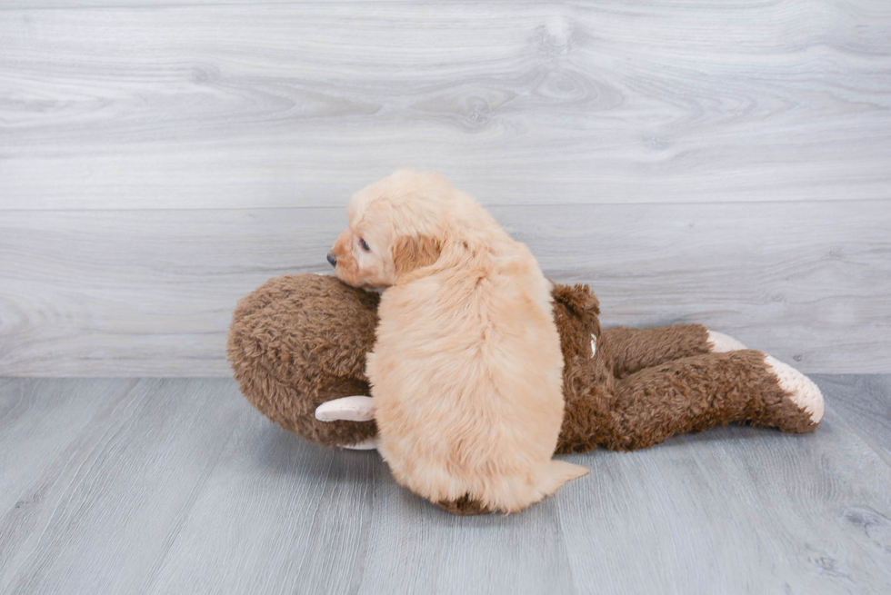 Best Mini Goldendoodle Baby