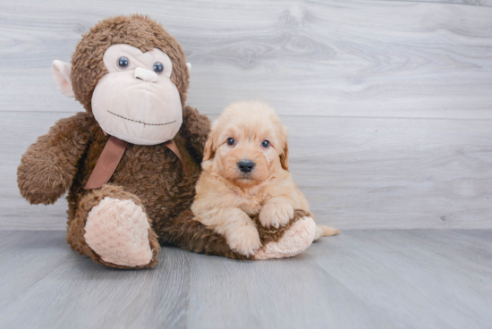 Fluffy Mini Goldendoodle Poodle Mix Pup