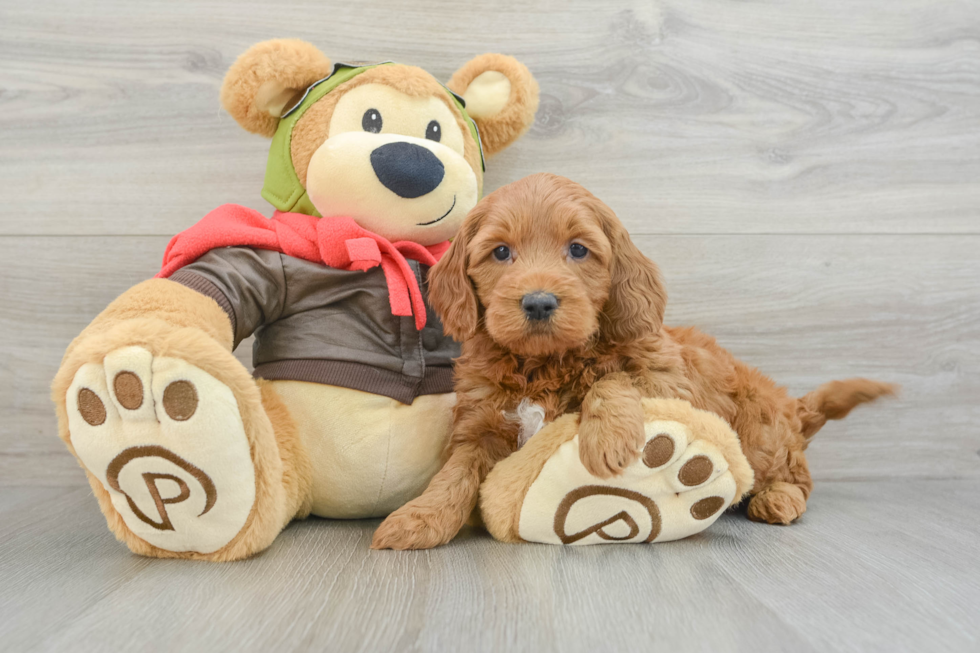 Sweet Mini Goldendoodle Baby