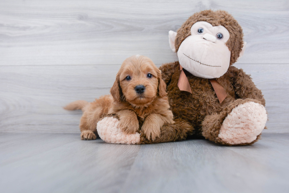 Happy Mini Goldendoodle Baby