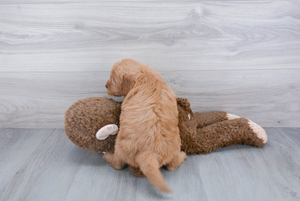 Mini Goldendoodle Pup Being Cute