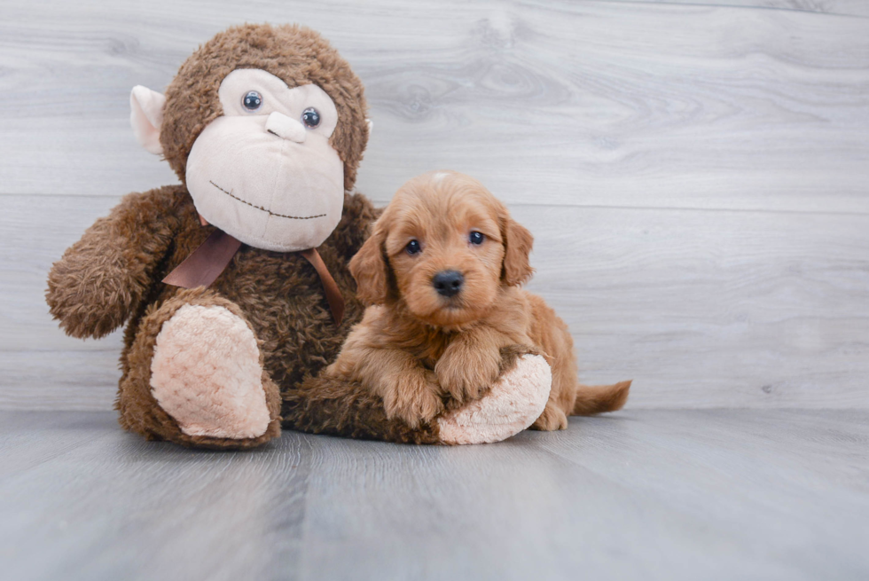 Funny Mini Goldendoodle Poodle Mix Pup