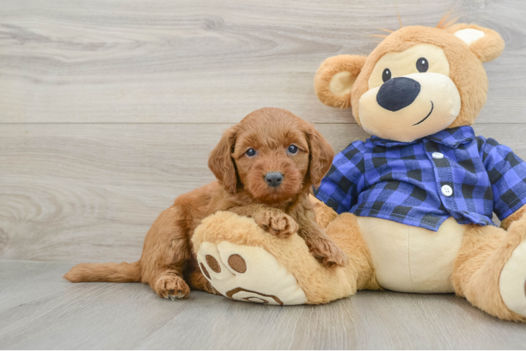Mini Goldendoodle Puppy for Adoption