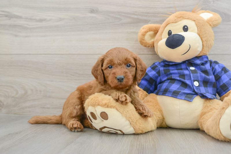 Meet Artie - our Mini Goldendoodle Puppy Photo 1/3 - Premier Pups
