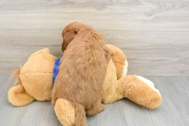 Meet Artie - our Mini Goldendoodle Puppy Photo 2/3 - Premier Pups
