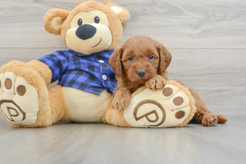 Meet Artie - our Mini Goldendoodle Puppy Photo 3/3 - Premier Pups