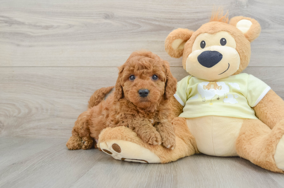 7 week old Mini Goldendoodle Puppy For Sale - Premier Pups