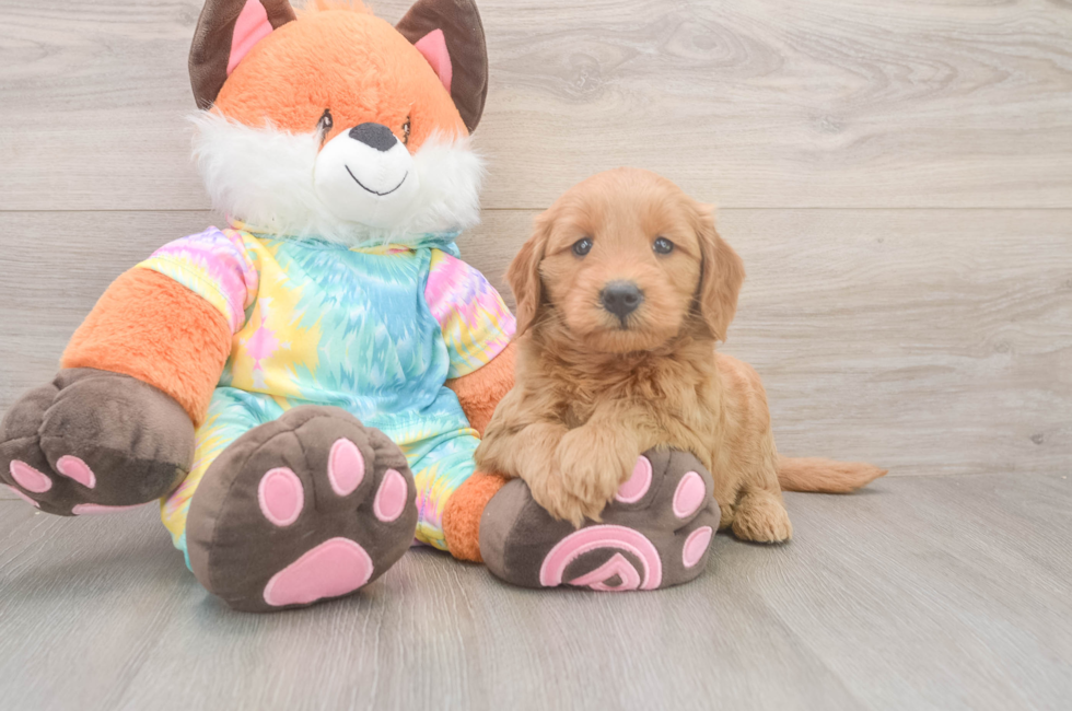 5 week old Mini Goldendoodle Puppy For Sale - Premier Pups