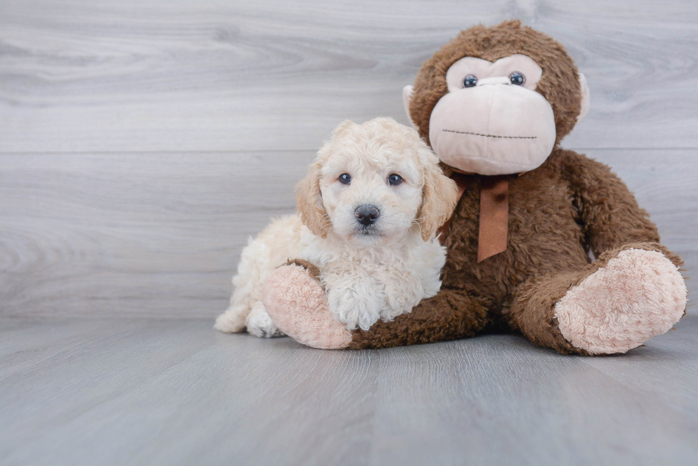 Mini Goldendoodle Puppy for Adoption