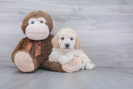 Hypoallergenic Golden Retriever Poodle Mix Puppy