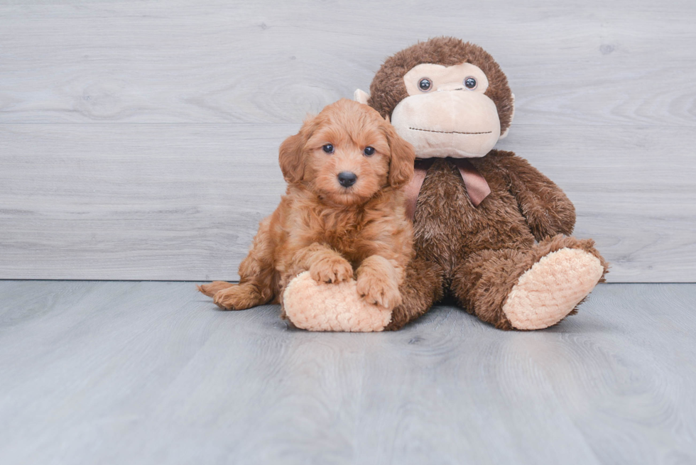 Little Golden Retriever Poodle Mix Puppy