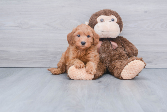 Little Golden Retriever Poodle Mix Puppy