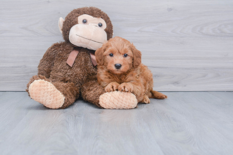 Mini Goldendoodle Puppy for Adoption