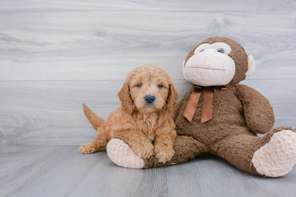 Best Mini Goldendoodle Baby