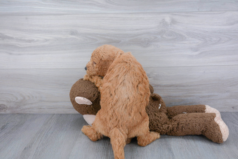 Petite Mini Goldendoodle Poodle Mix Pup