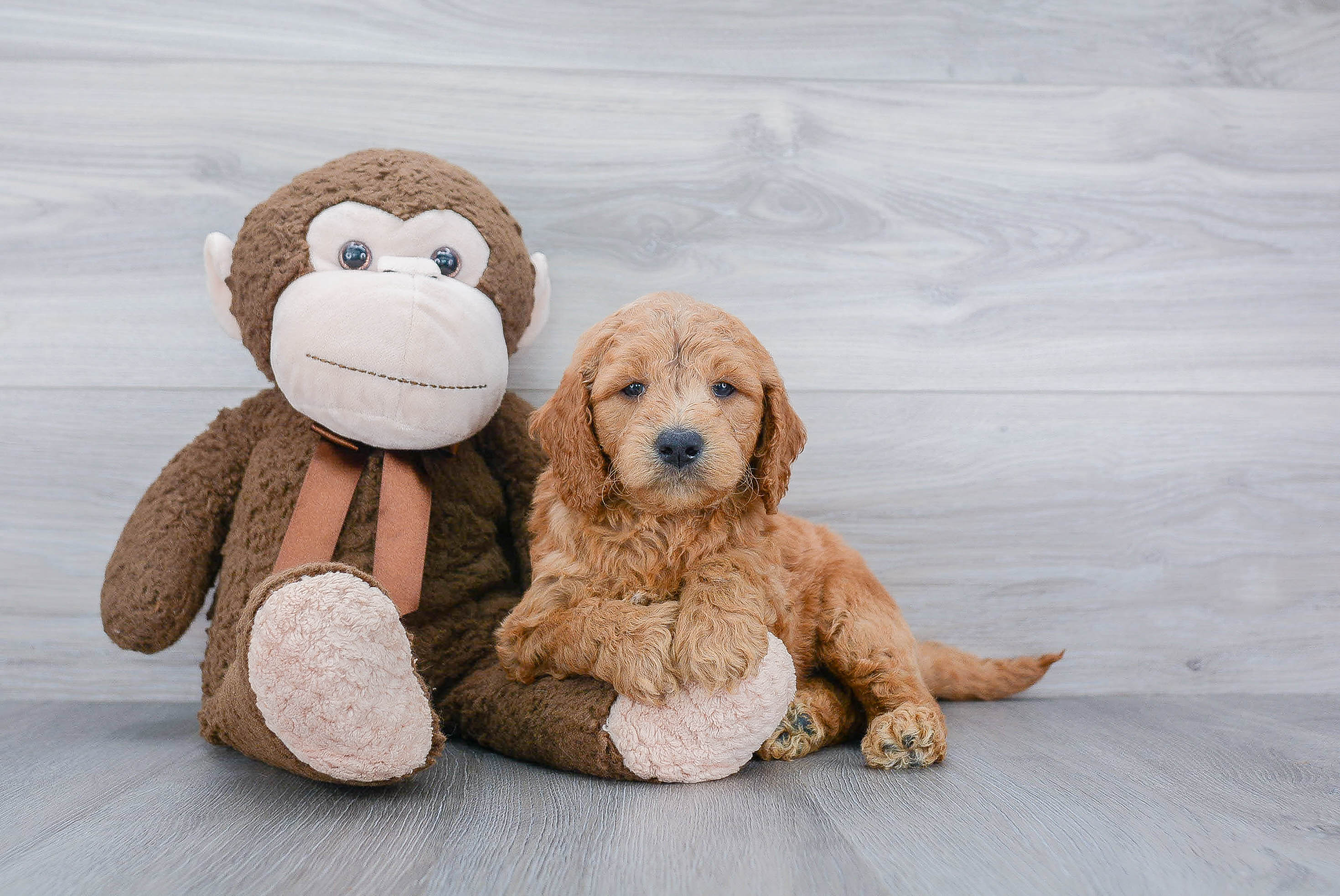 Mini Goldendoodle Pup Being Cute