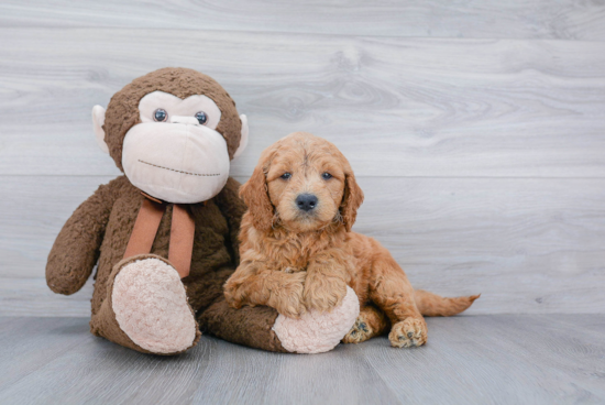 Mini Goldendoodle Pup Being Cute