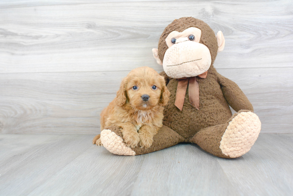 Mini Goldendoodle Puppy for Adoption