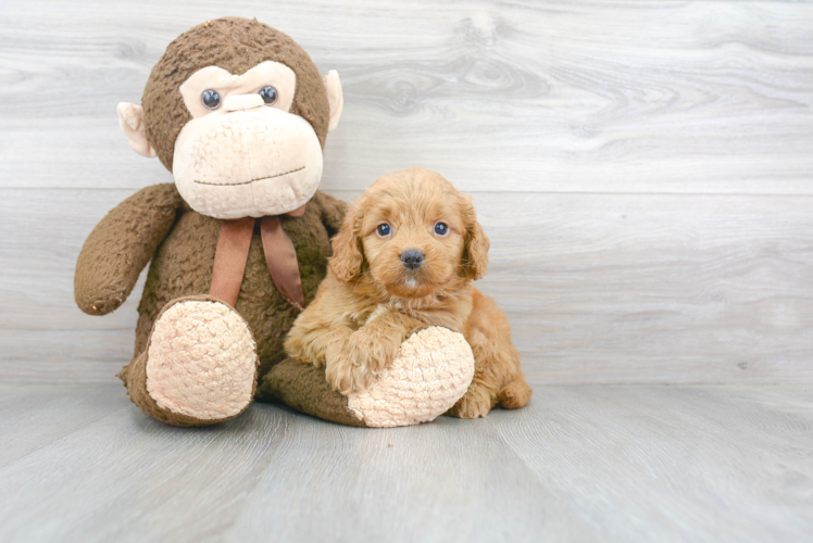 Happy Mini Goldendoodle Baby