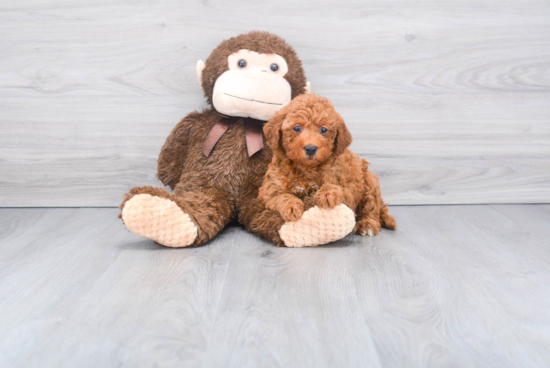 Playful Golden Retriever Poodle Mix Puppy