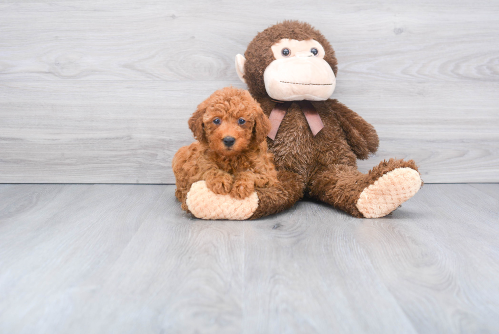 Mini Goldendoodle Pup Being Cute