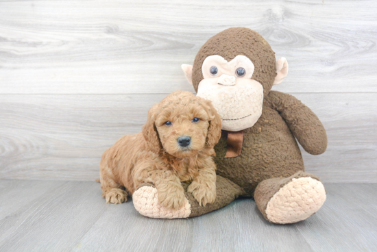 Fluffy Mini Goldendoodle Poodle Mix Pup