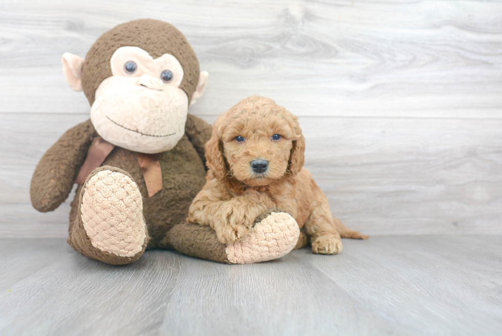 Adorable Golden Retriever Poodle Mix Puppy