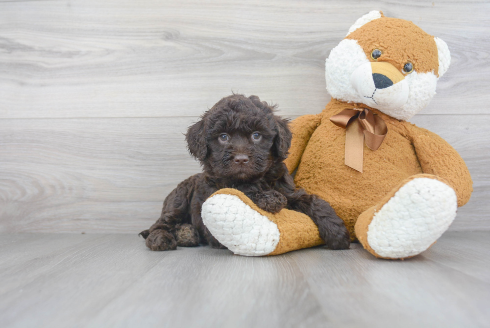 Mini Goldendoodle Pup Being Cute